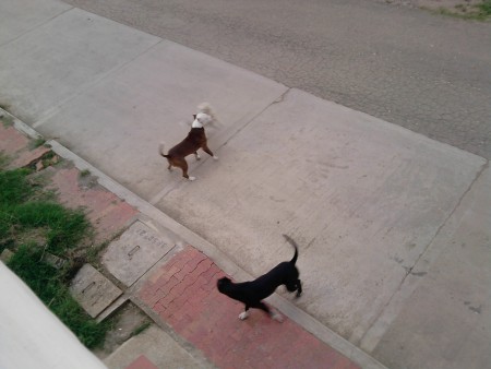 Solicitud jornada de vacunación canina y felina